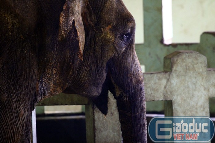 Voi Krông từng có biệt danh "voi điên" vì không chịu thuần hóa mới được chuyển về vườn thú Thủ Lệ